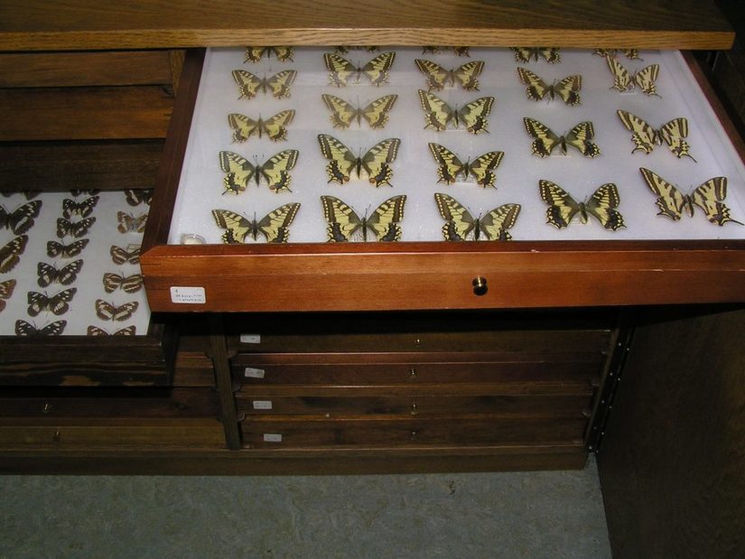 Schubladenschränke mit zwei ausgezogenen Schubladen in der Schmetterlingssammlung.