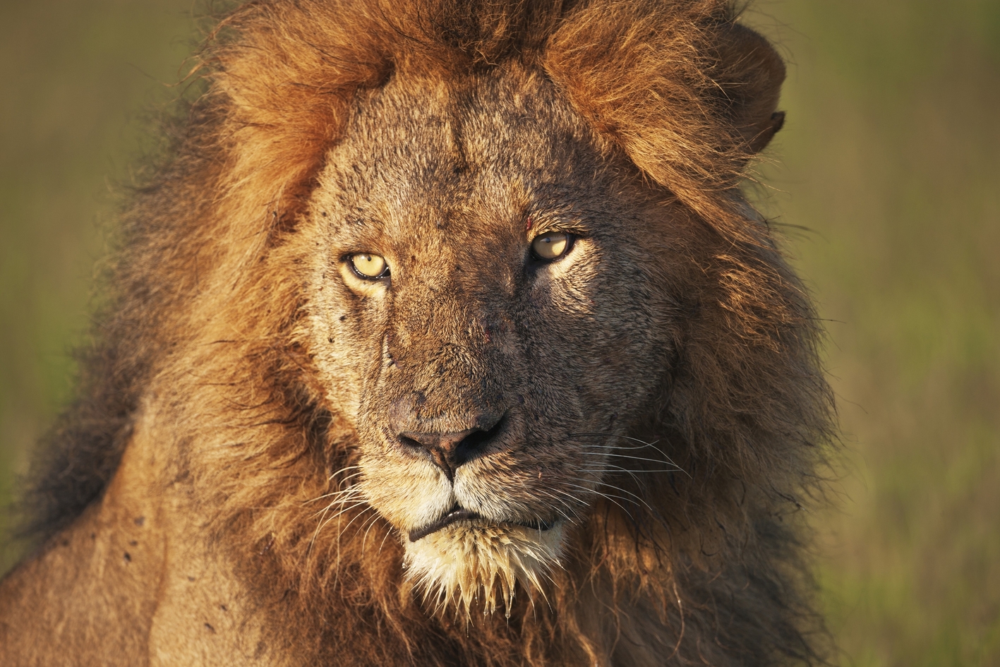 Über Nilkrokodile und Tiere der Savanne Stadt Paderborn