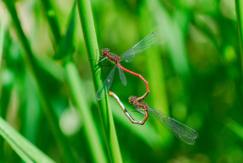 Frühe Adonislibelle (Paarungsrad)