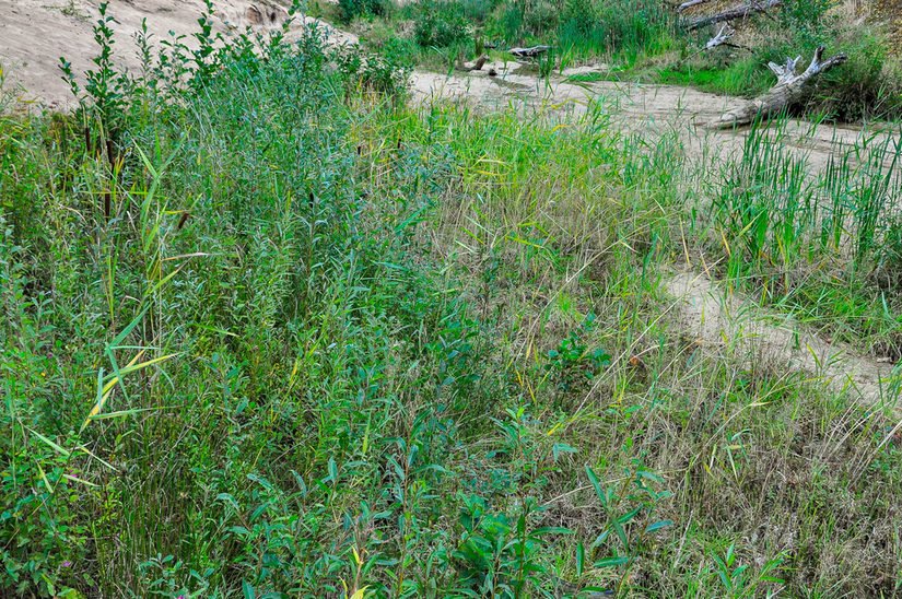 Schilf- und Rohrkolbenröhricht mit Weiden- und Erlensukzession