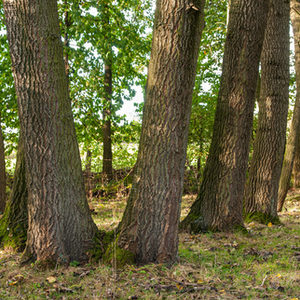 Vor allem alte Laubwälder dienen vielen Arten als Rückzugsraum.