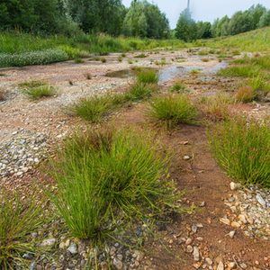 Wasserwechselzonen - wertvolle Habitate für Tiere und Pflanzen