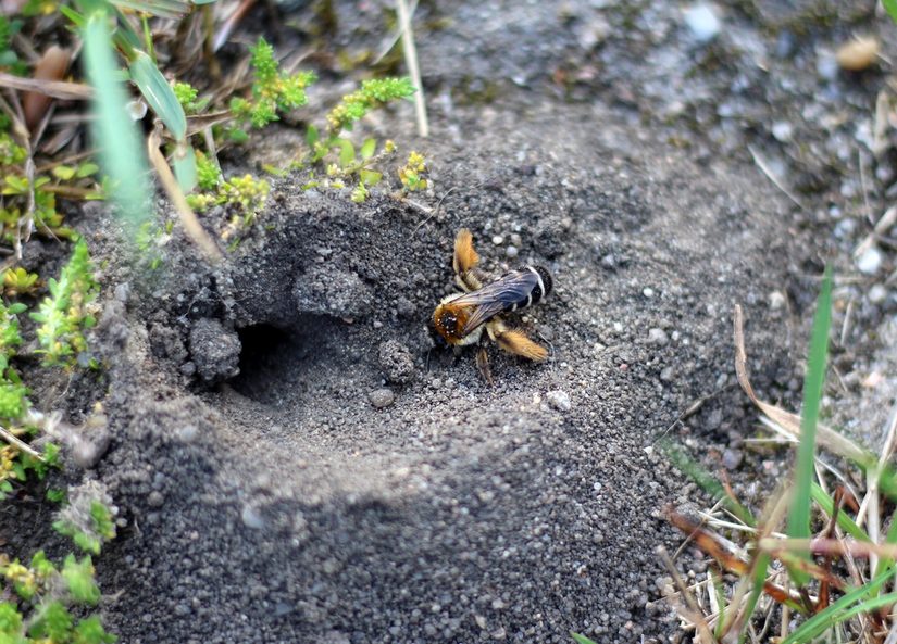 Wildbiene vor Brutkammer im Boden