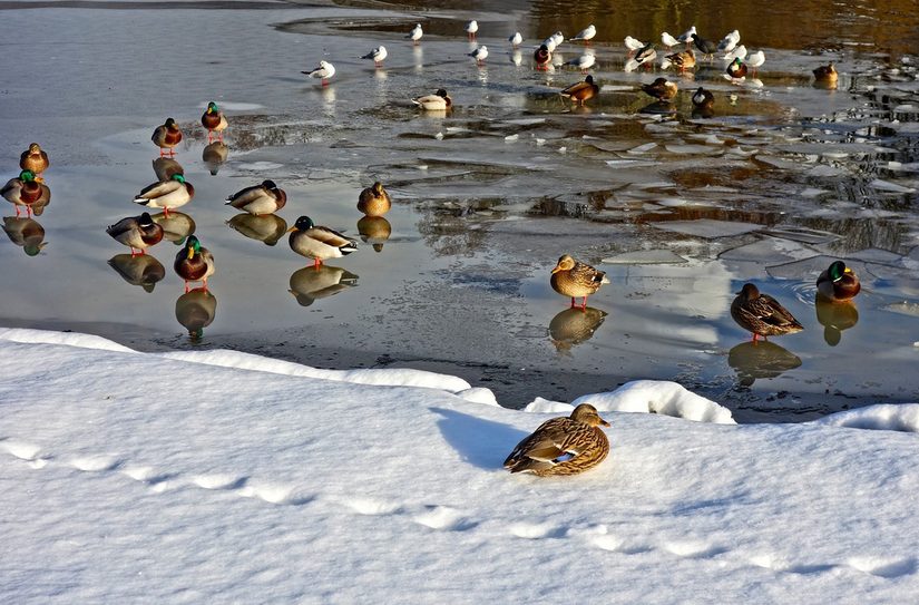 Wasservögel am Ufer eines zugefrorenen Sees