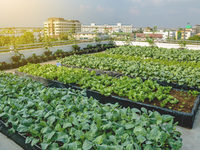 Beispiel Rooftop Farming
