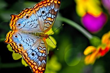Farbenfroher Schmetterling