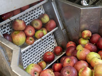 Äpfel auf dem Weg in die Saftpresse