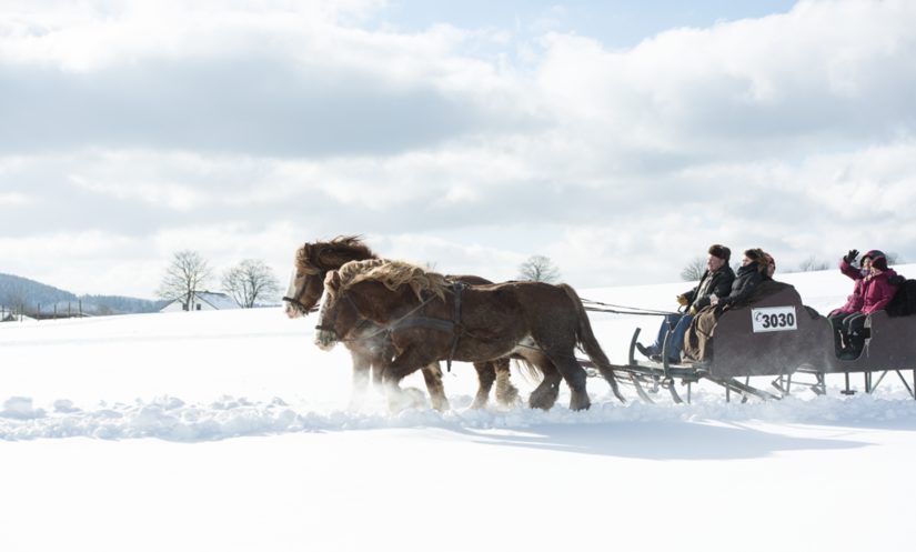 Pferde in Westfalen. Schlittenfahrt durch die verschneiten Landschaften Winterbergs, Pferde Fuhrhalterei Winterberg, Februar 2018.