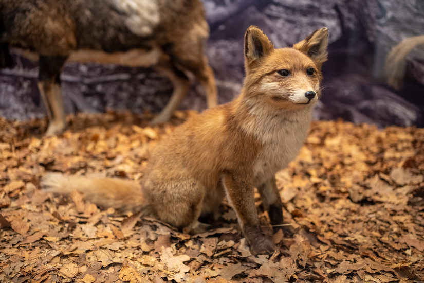Fuchs in der Ausstellung des Naturkundemuseums