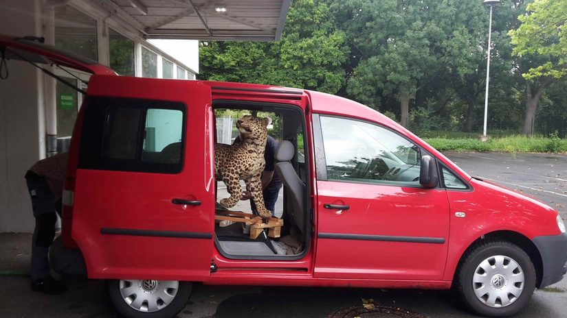 Leopard Dermoplastik in einem roten Auto.