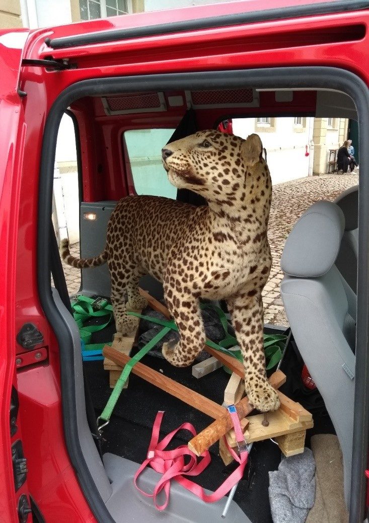 Leoparden Dermoplastik auf der umgeklappten Rückbang eines Autos.