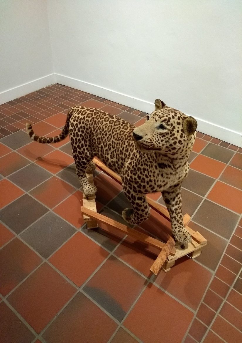 Leoparden Dermoplastik auf dem Boden des Naturkundemuseums.