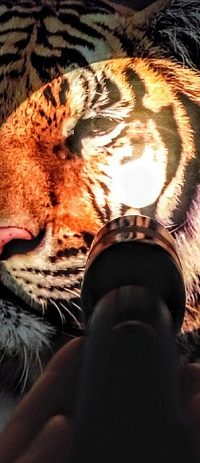Detailaufnahme einer Tiger-Dermoplastik. Das Gesicht wird von einer Taschenlampe angeleuchtet wird.