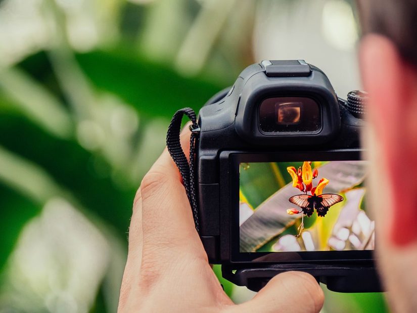 Fotokamera, die von einer weißen Hand gehalten wird und auf deren Vorschauscreen ein Schmetterling auf einer Blume zu sehen ist. Der restliche Hintergrund ist verschwommen.