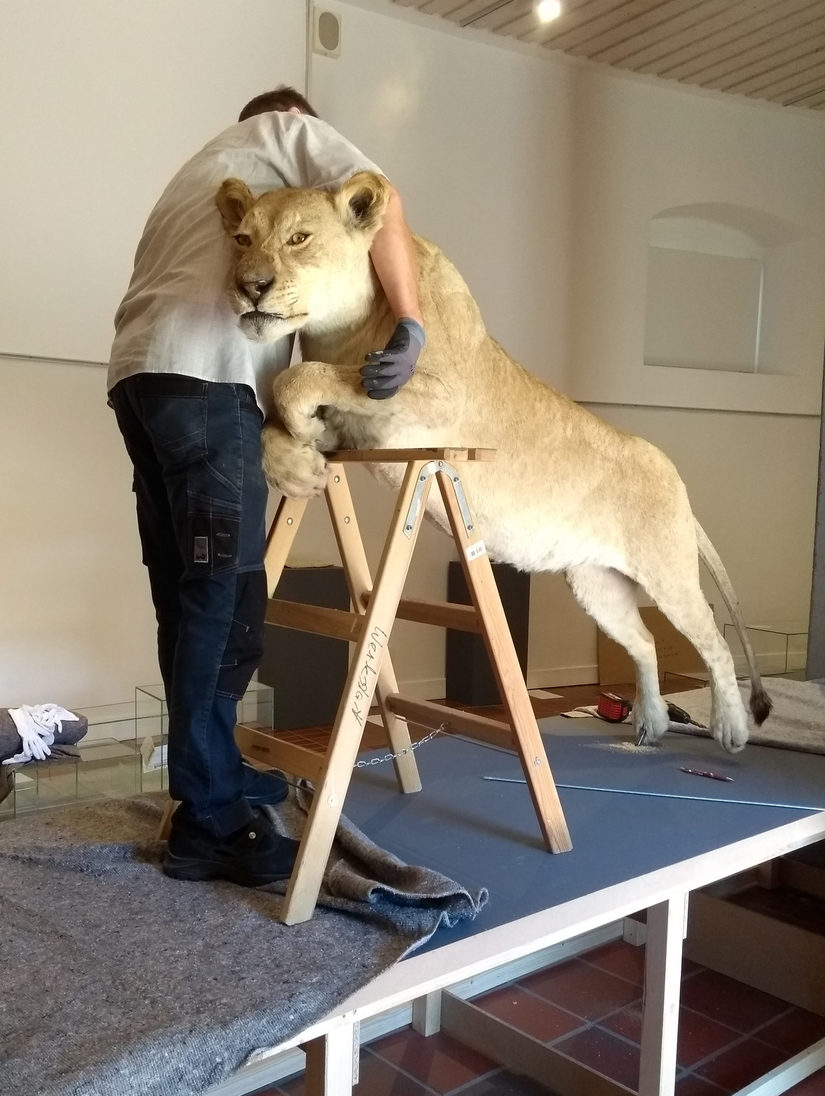 Installation der Dermoplastik einer Löwin auf dem Catwalk