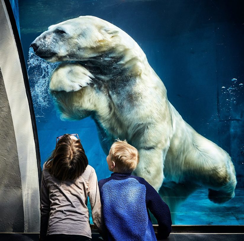 Zwei Kinder vor einer Glasscheibe, hinter der ist ein Wasserbecken mit einem schwimmenden Eisbären.