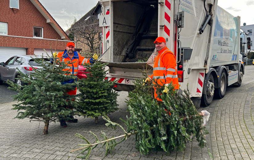 Ausgediente Weihnachtsbäume werden in der zweiten und dritten Januarwoche abgeholt.