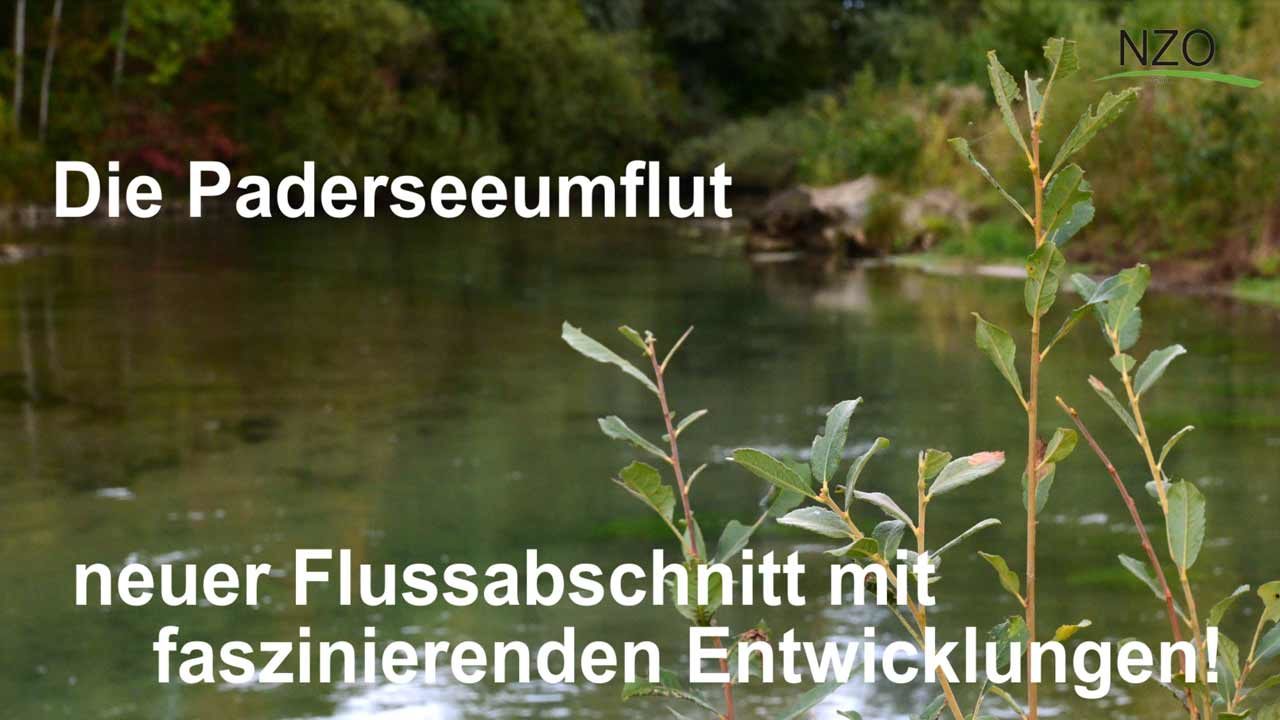 Die Paderseeumflut - neuer Flussabschnitt mit faszinierenden Entwicklungen!