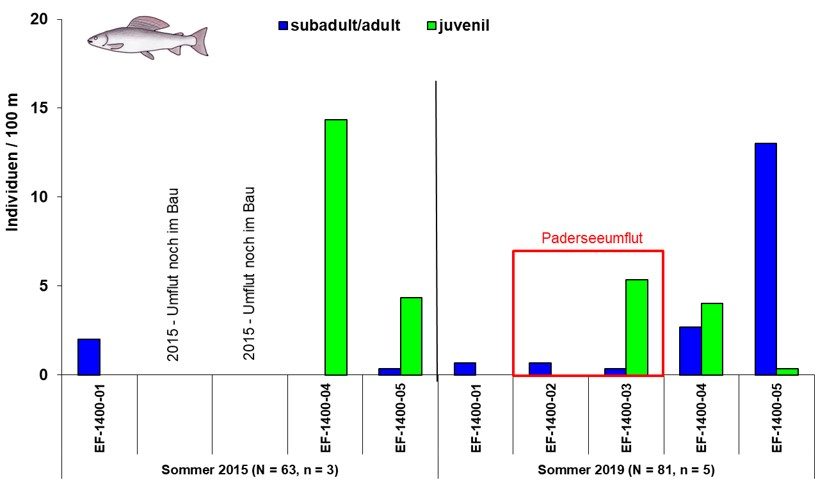 Individuendichte der Äsche pro 100 m Paderseeumflut (2015 und 2019 im Vergleich)