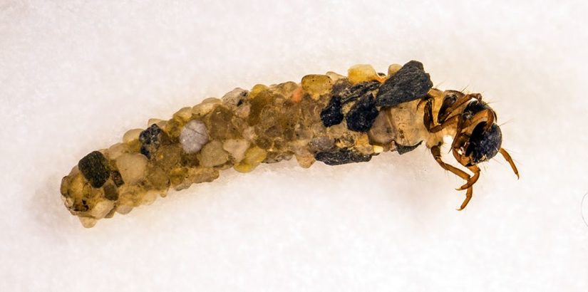 Die auf der Roten Liste Deutschland geführte Köcherfliege Drusus trifidus (Größe ca. 1 cm)