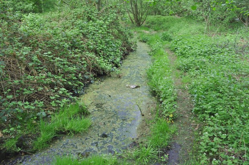 Stillgewässercharakter am Niesenbach führt zur Algenbildung.