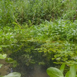 Bachbunge, Aufrechter Merk und Zottiges Weidenröschen als typische Fließgewässerarten