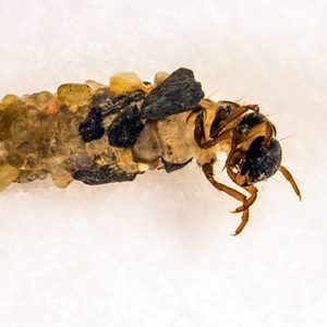 Köcherfliegenlarve (Drusus trifidus)