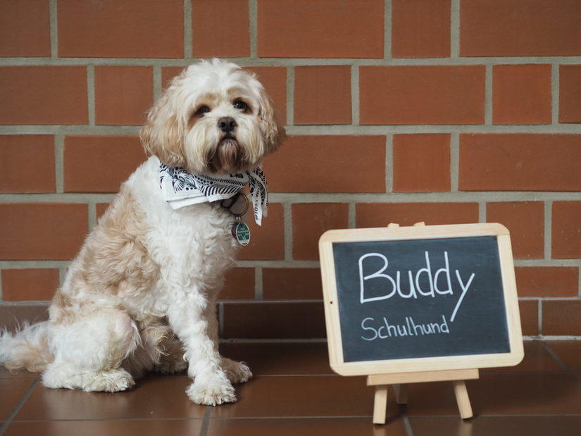 Buddy (Schulhund)