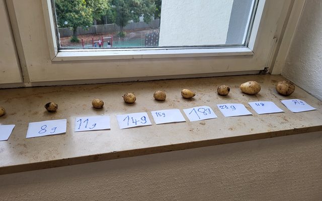 Die Kartoffeln wurden gewogen und liegen mit Grammanzahl auf der Fensterbank.