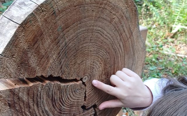 Ein Kind ist von hinten zu sehen, es zählt an einem Baum die Jahresringe.