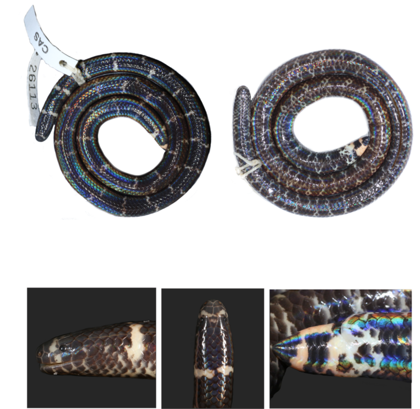 Vier unterschiedliche Ansichten einer schwarzen Schlange mit weißen Streifen. Gesamtansicht (eingerollt), Kopf seitlich und von oben und schimmernder Schwanz.