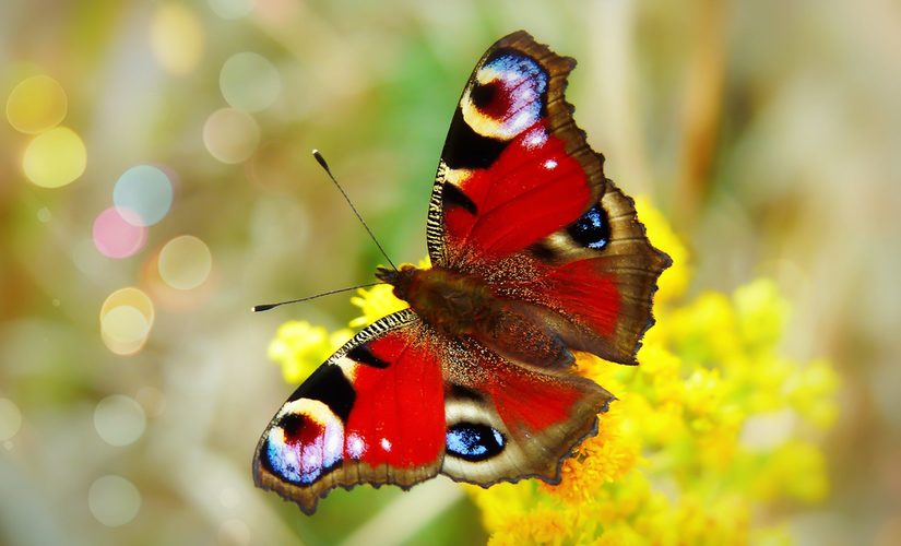 Nahaufnahme eines orangenen Schmetterlings mit offenen Flügeln auf gelben Blüten.
