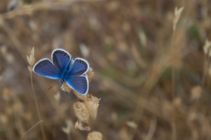 Nahaufnahme eines blauen Schmetterlings mit offenen Flügeln und beigem Hintergrund.