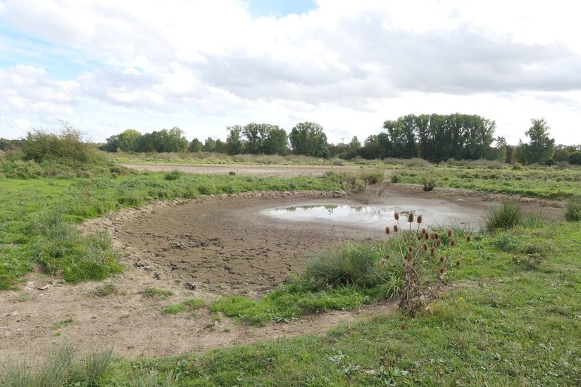Feuchte Senke in der Klostermersch