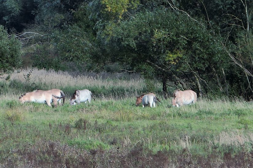 Konik-Pferde in der Hellinghauser Mersch