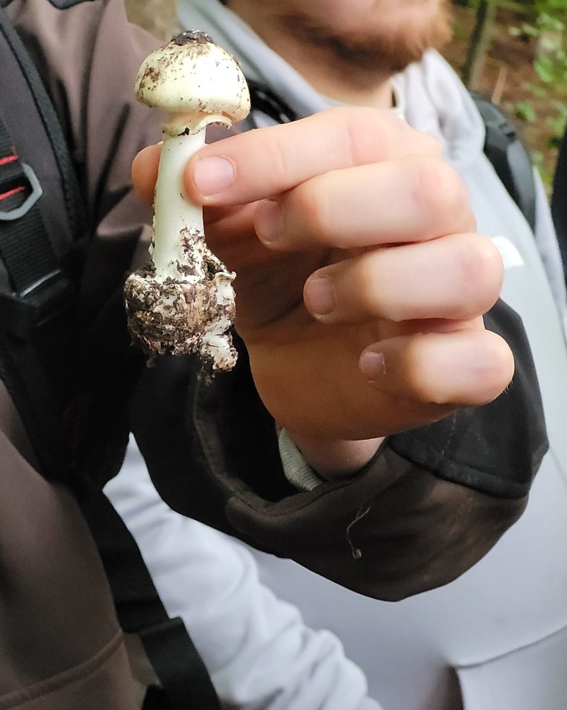 Gelber Knollenblätterpilz