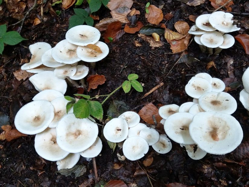 Raustieliger Weichritterling