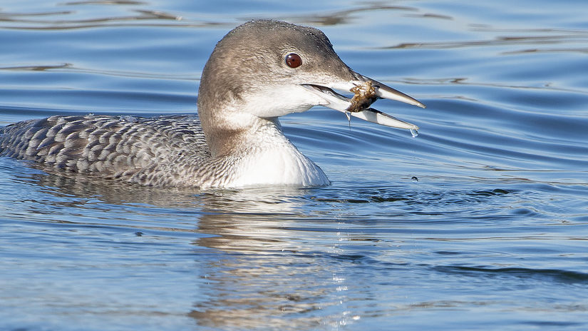 Das Foto zeigt einen Eistaucher