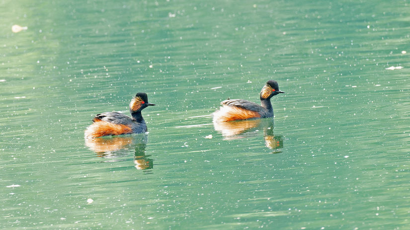 Das Foto zeit zwei Schwarzhalstaucher