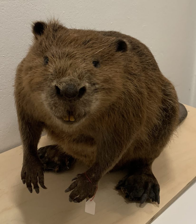 Das Biber-Präparat des Naturkundemuseums