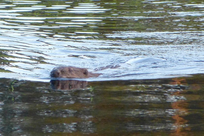 Das Bild zeigt einen schwimmenden Biber