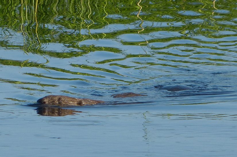 Das Bild zeigt einen schwimmenden Biber