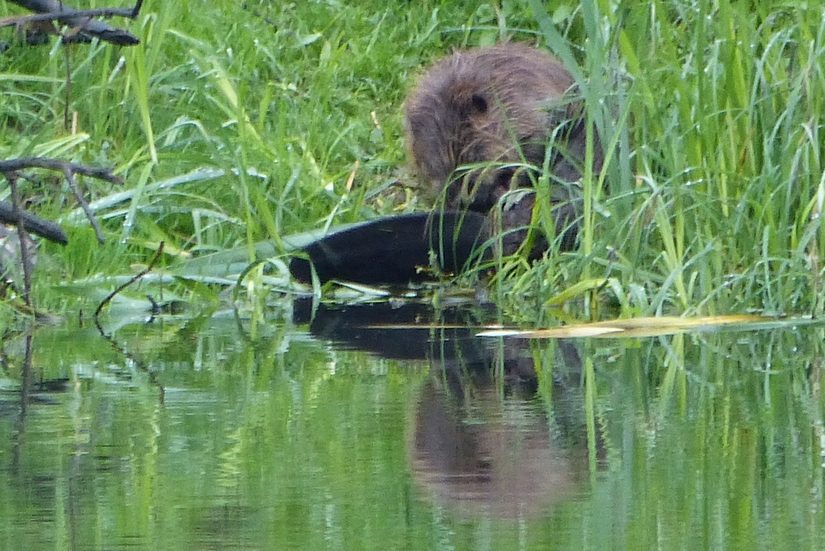 Das Bild zeigt einen Biber an Land bei der Fellpflege