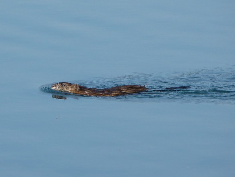 Das Bild zeigt eine schwimmende Bisamratte