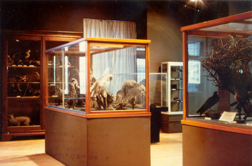 Vitrinen im ehemaligen Naturkundemuseum im Rathaus von Paderborn, gefüllt mit Dermoplastiken kleiner Tiere und Vögel.
