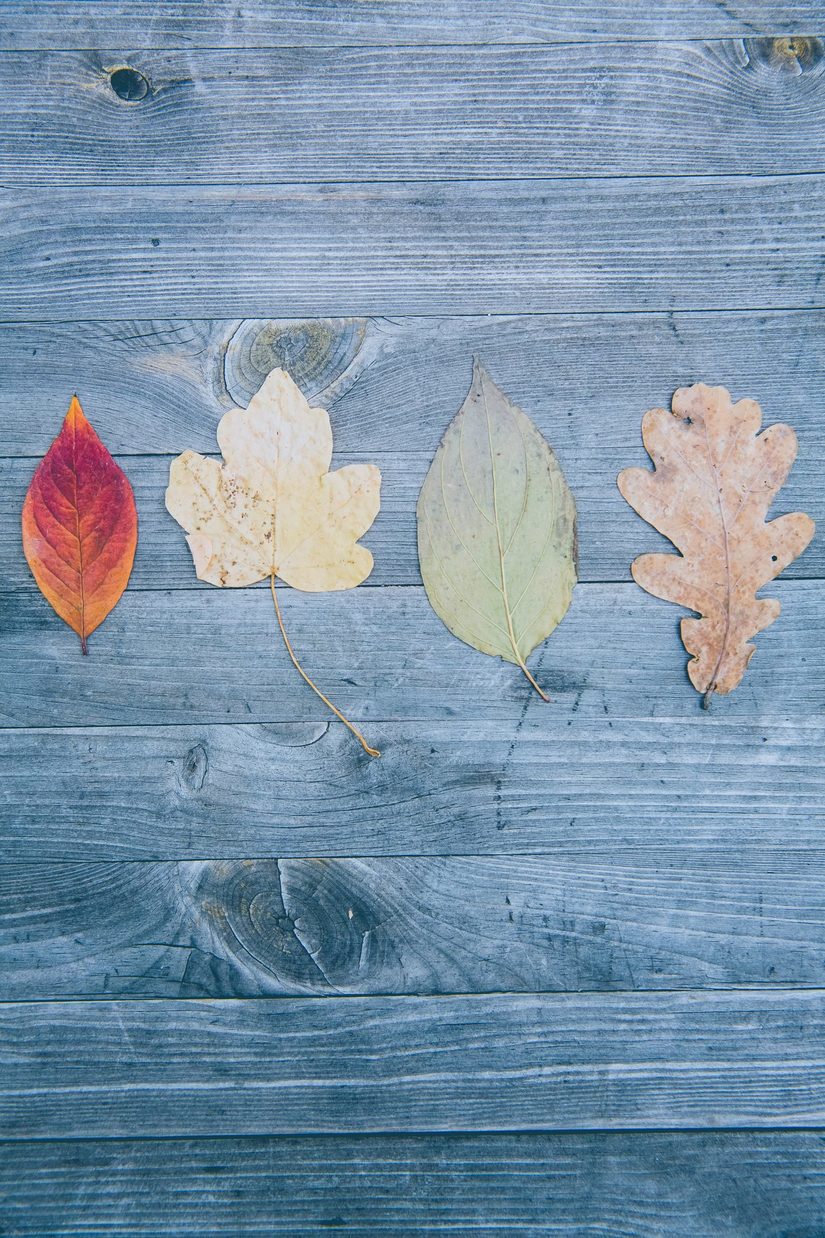 Vier unterschiedliche, blasse Herbstblätter liegen auf einem grauen Holzboden.