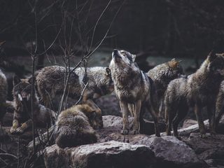 Wolfsrudel