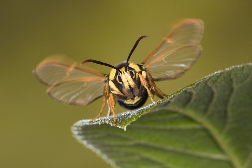 Schmetterling auf einem Blatt frontal, der aussieht wie eine Hornisse vor grünem Hintergrund.