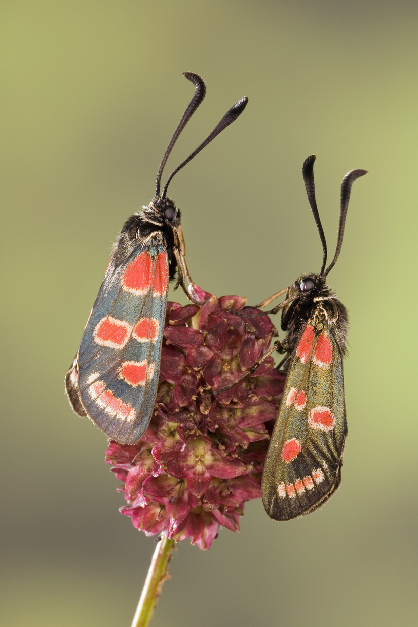 Zwei kleine schwarze Schmetterlinge mit roten Punkten auf einer roten Blüte, grüner Hintergrund.