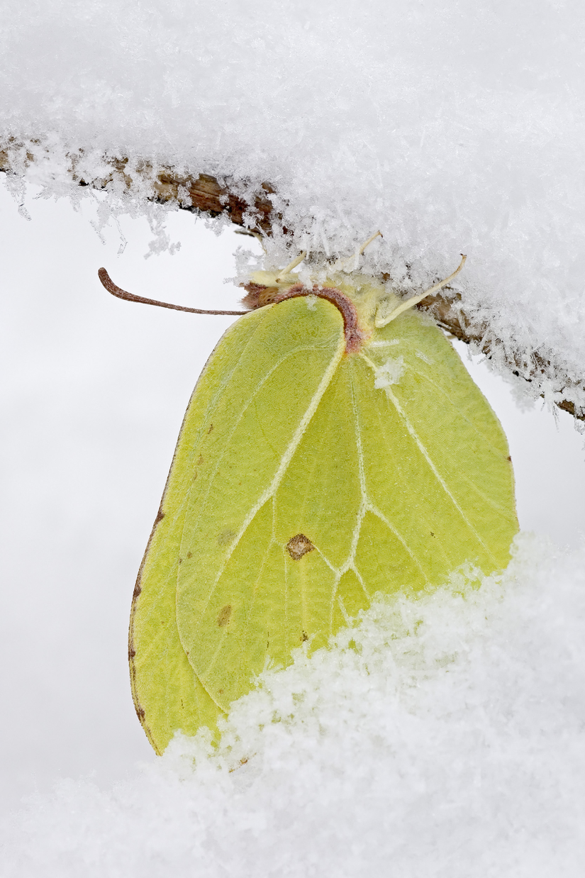 Grün-gelber Schmetterling im Schnee.